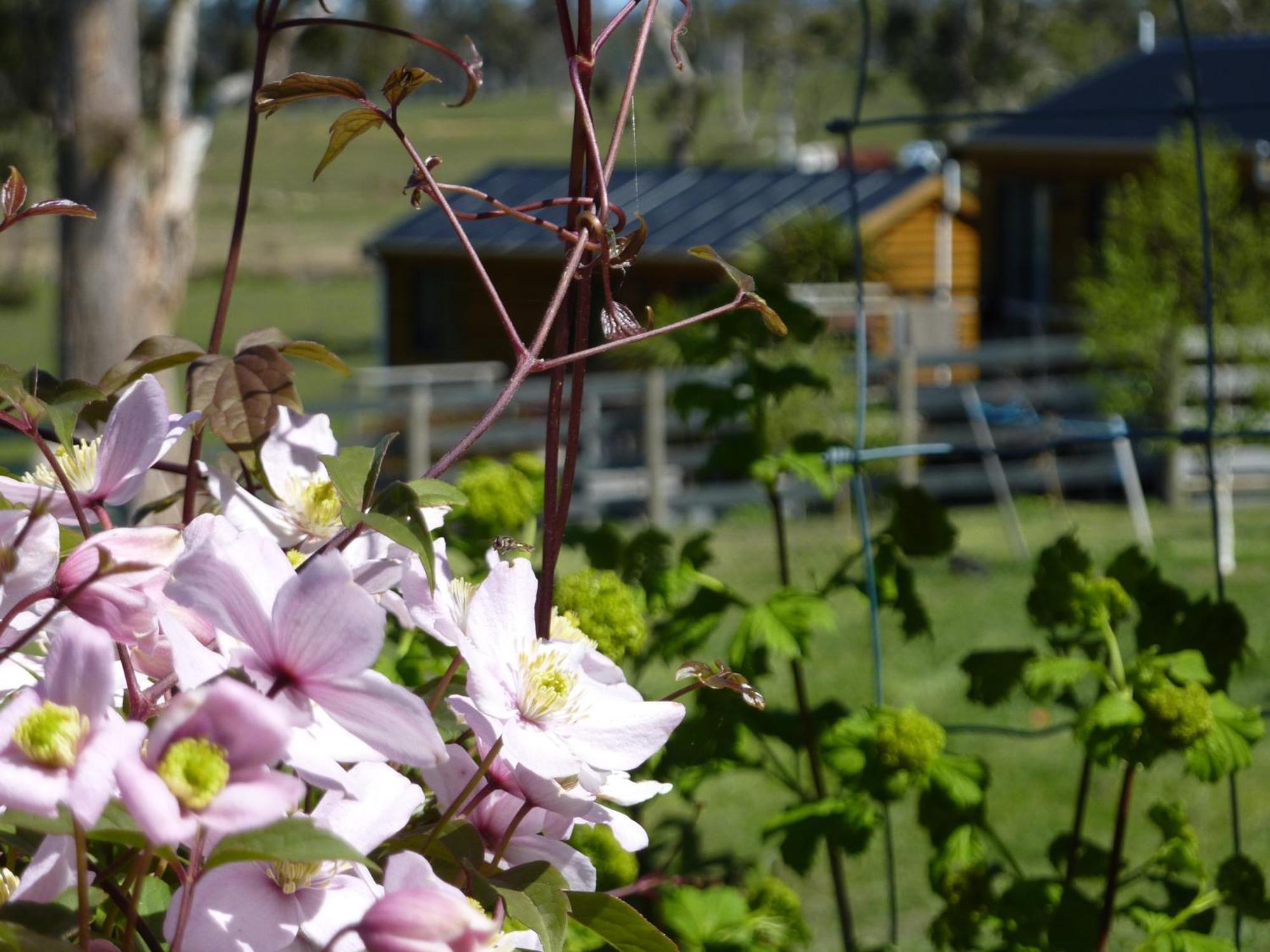 Hazelcreek Cottages Exeter Ngoại thất bức ảnh